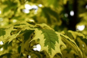 Maple tree leaves