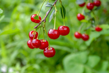 Branch of felt cherry with ripe berries in Sunny weather on a green background. Prunus tomentosa.