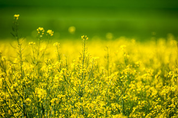 Colza in fiore