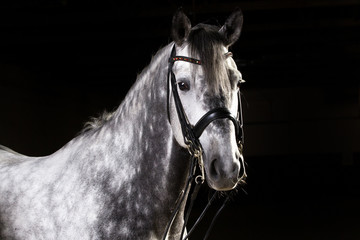 Pferd wunderschöner Schimmel im Fotostudio mit Kandare