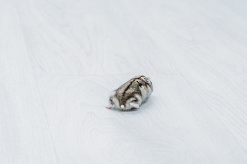 adorable funny hamster on grey wooden background with copy space
