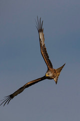 The red kite (Milvus milvus) is a medium-large bird of prey in the family Accipitridae, which also...