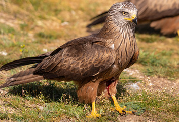 The red kite (Milvus milvus) is a medium-large bird of prey in the family Accipitridae, which also...