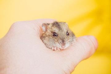 cropped view of man holding adorable fluffy hamster on yellow