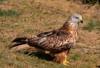 The red kite (Milvus milvus) is a medium-large bird of prey in the family Accipitridae, which also includes many other diurnal raptors such as eagles, buzzards, and harriers