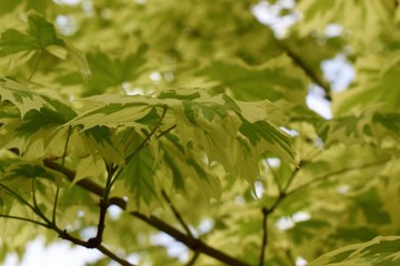 Fototapeta na wymiar Maple tree leaves
