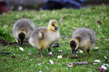 greylag goose goslings 