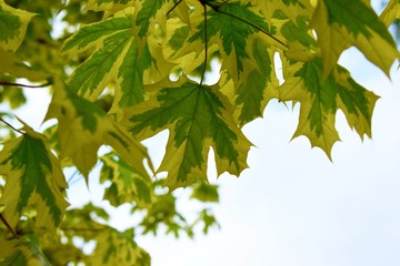 Maple tree leaves