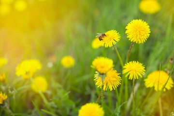 Summer green background. Spring flowers nature background.