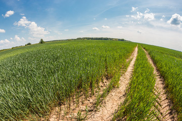 Fototapeta na wymiar Dry dirt road in the green wheat field at sunny summer day