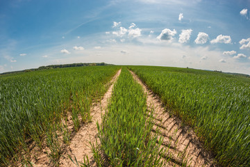 Dry dirt road in the green wheat field at sunny summer day