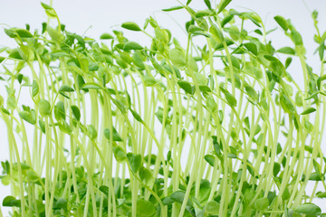 pea sprout with white background.