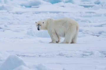 Fotobehang Polar Bear (Ursus maritimus) Spitsbergen North Ocean © vaclav