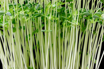 pea sprout with black background.
