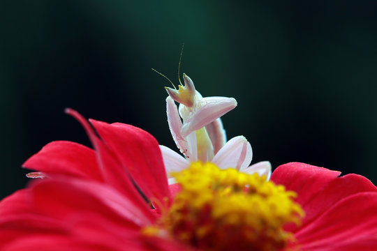 Close-up of an orchid mantis on a flower, Indonesia