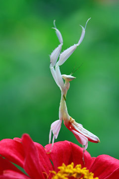 Close-up of an orchid mantis on a flower, Indonesia