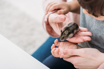 partial view of mother and son holding adorable furry hamster