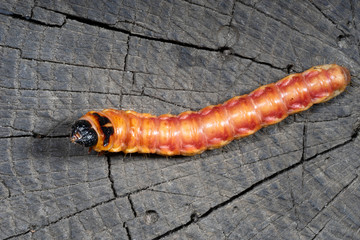 ig caterpillar of goat moth (Cossus cossus) on a tree stump. Top view.