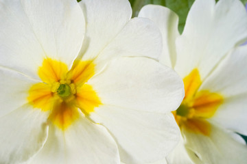 Beautiful primrose flowers (primula vulgaris) close-up in spring garden.