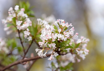 Pink flowers of the blooming shrub Viburnum × bodnantense, Bodnant viburnum.