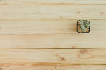 top view of cactus  on wooden background