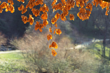 Old yellow oak leaves on the branches. Spring, early April