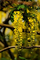 Goldregen mit Blüten