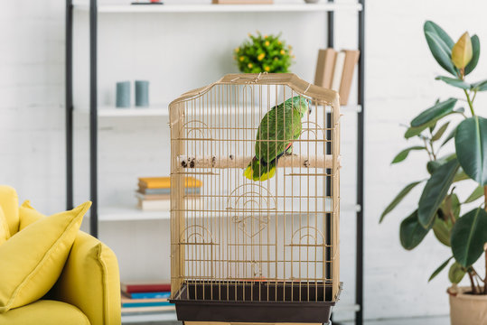 green parrot in bird cage near green ficus and rack in living room