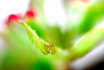 Spring blossoms apple flowers and small spider,
