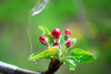 Spring blossoms apple flowers and water drop,shallow dof