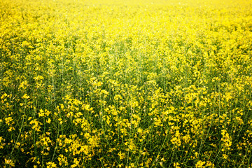 Yellow field rapeseed in bloom, nature background