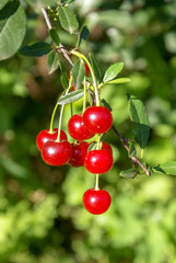 Obraz premium Branch of felt cherry with ripe berries . Prunus tomentosa.