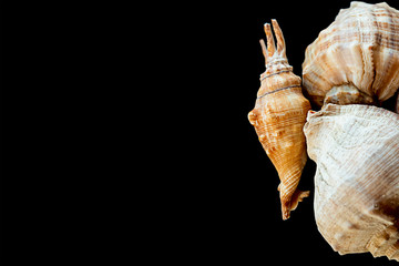 set sea seashells crocheted copy space on black background border of sea basin