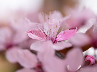rosa blüten der winterkirsche mit focus auf 2 blätter