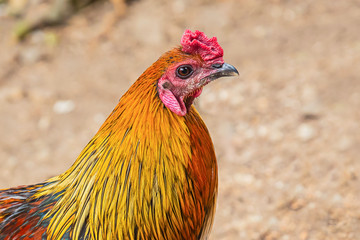 colorful cock bright feathers orange yellow red tuft close-up of a bird's head. Thai fighting cock