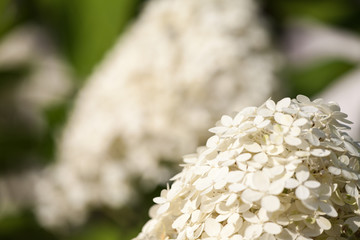close-up of the blossoms of a white hydrangea