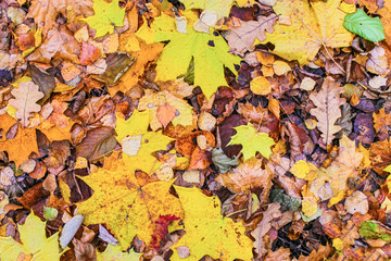 foliage autumn landscape fallen background beautiful yellow brown seasonal design base