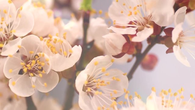 Spring flowers opening. Beautiful Spring Apricot tree blossom timelapse, extreme close up. Time lapse of Easter fresh pink blossoming apricot closeup. Blooming backdrop 4K UHD video
