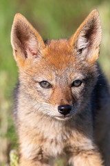 Fototapeta premium Lone Black Backed Jackal pup standing in short green grass to explore the world
