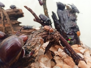 Beetles show at the insect festival in the summer.4