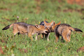 Three Black Backed Jackal puppies play in short green grass to develop skills
