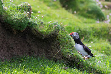 Puffin bringing fish to a nest on Shetland Island for its chicks