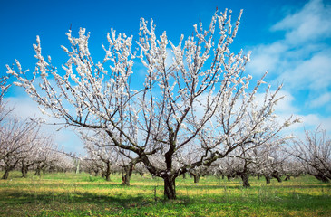 Flowering apricot trees at the garden. Beautiful spring landscape