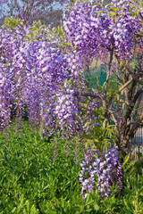 Obraz premium Spring flowers. Blooming wisteria vine in Mediterranean garden