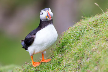 Puffin on Shetland Island resting on green grass of a sea cliff