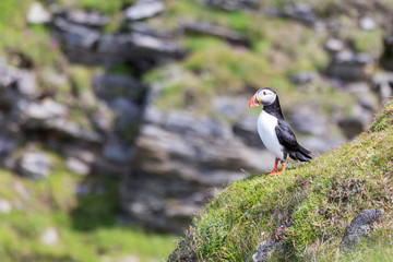 Puffin on Shetland Island resting on green grass of a sea cliff