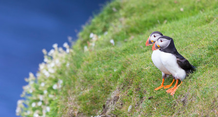 Two Puffins on Shetland Island resting on green grass of sea cliff