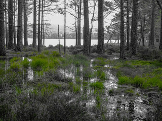 Monochrom Aufnahme von Bäumen im Wasser eines Sumpf stehend am Loch Garten bei Aviemore mit  grünem Gras und Spiegelungen auf der Wasseroberfläche