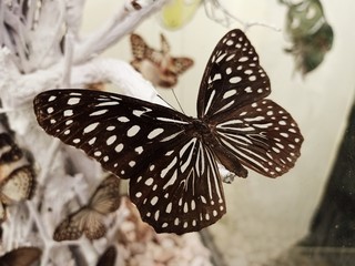 Beautiful butterfly Show at the Thai Insect Festival In northern Thailand21