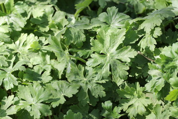 leaves of geranium